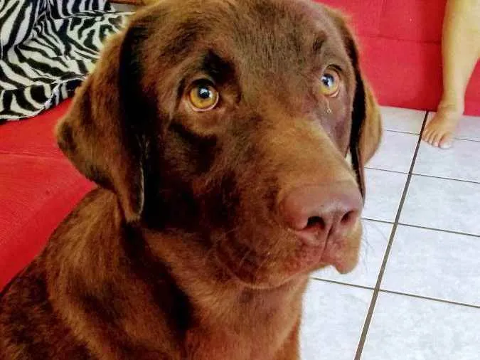 Cachorro ra a Labrador idade 3 anos nome Buriti