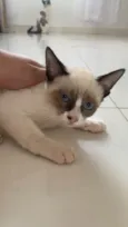 Mil