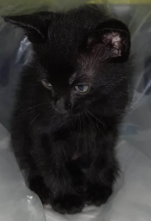 Gato ra a PCB idade Abaixo de 2 meses nome Linda