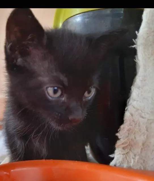 Gato ra a PCB idade Abaixo de 2 meses nome Linda