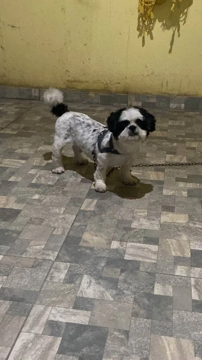 Cachorro ra a Shitszu idade 5 anos nome Theo