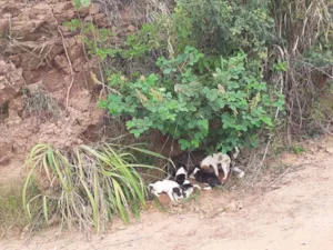 Cachorro raça SRD idade Abaixo de 2 meses nome Indefinido