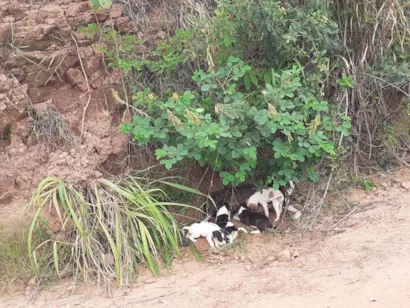 Cachorro raça SRD idade Abaixo de 2 meses nome Indefinido