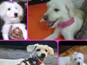 Cachorro raça Poodle idade 6 ou mais anos nome Briska