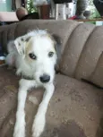 PYTER