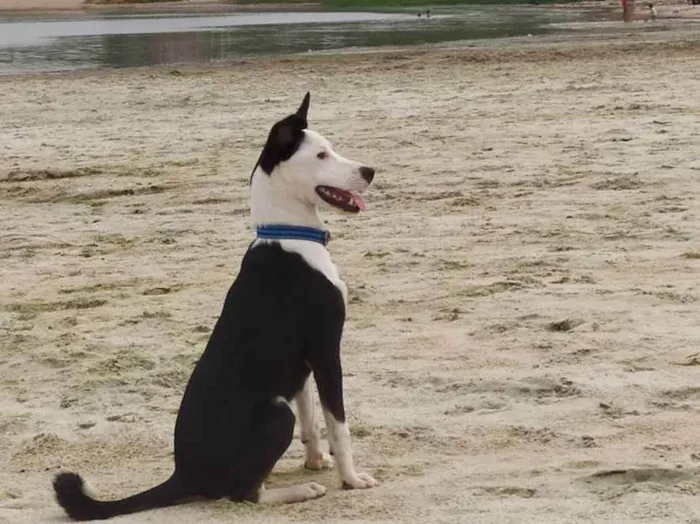 Cachorro ra a Indefinida  idade 7 a 11 meses nome Pingo