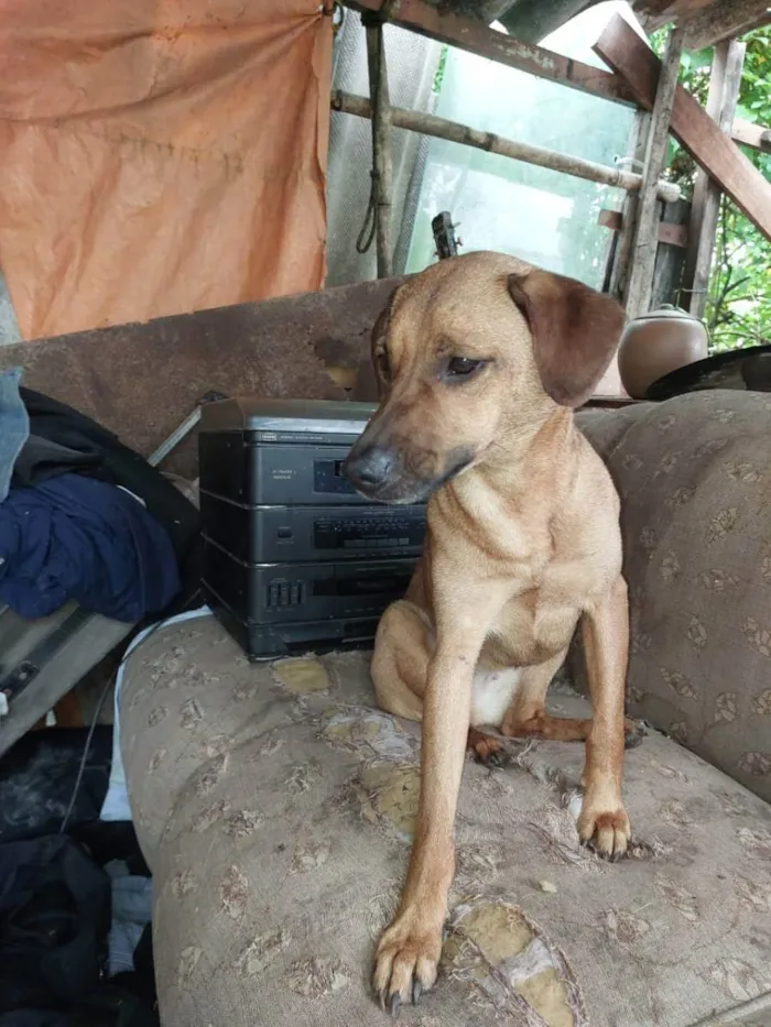 Cachorro ra a SRD idade 1 ano nome PANDORA