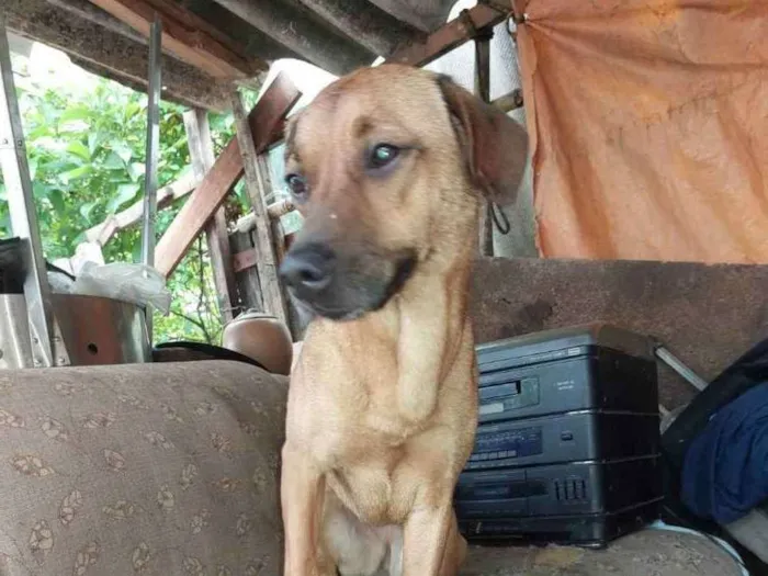 Cachorro ra a SRD idade 1 ano nome PANDORA