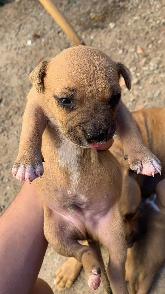 Cachorro ra a Pitbull terrier idade Abaixo de 2 meses nome Filhotes 