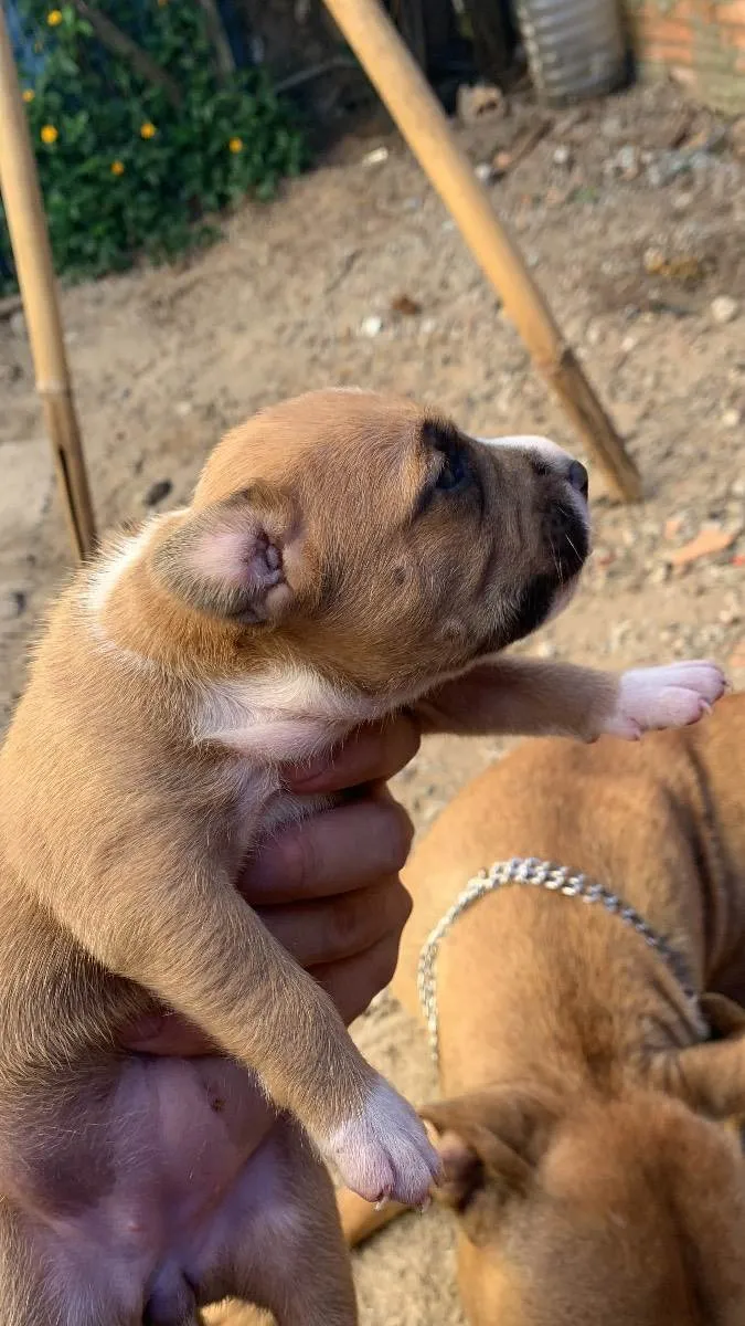 Cachorro ra a Pitbull terrier idade Abaixo de 2 meses nome Filhotes 