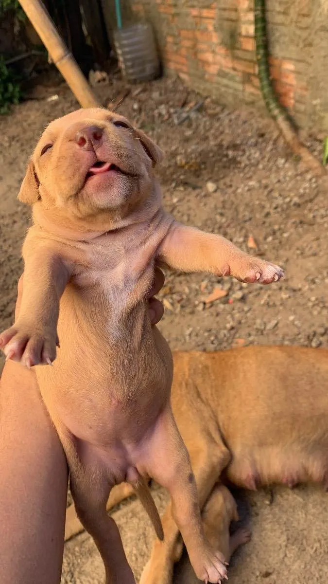 Cachorro ra a Pitbull terrier idade Abaixo de 2 meses nome Filhotes 