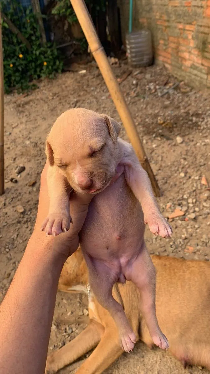 Cachorro ra a Pitbull terrier idade Abaixo de 2 meses nome Filhotes 