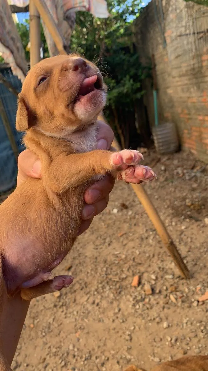 Cachorro ra a Pitbull terrier idade Abaixo de 2 meses nome Filhotes 