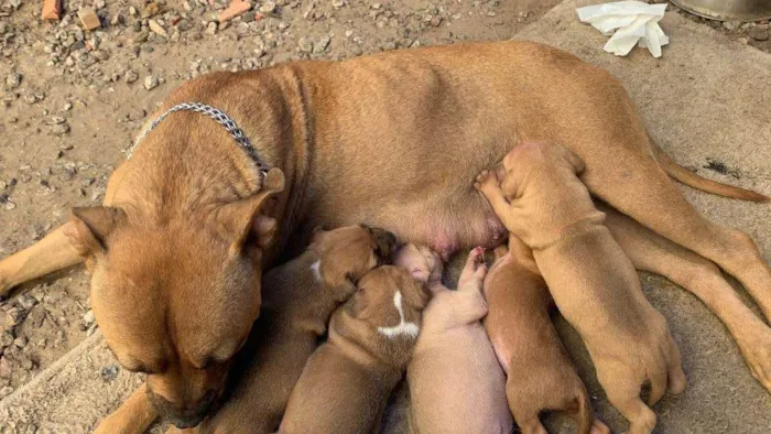 Cachorro ra a Pitbull terrier idade Abaixo de 2 meses nome Filhotes 