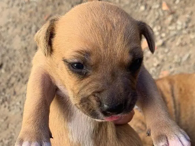 Cachorro ra a Pitbull terrier idade Abaixo de 2 meses nome Filhotes 