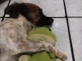 Milu
