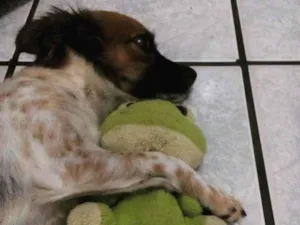 Cachorro raça SRD idade 4 anos nome Milu
