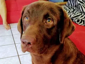 Cachorro raça Labrador idade 3 anos nome Buriti