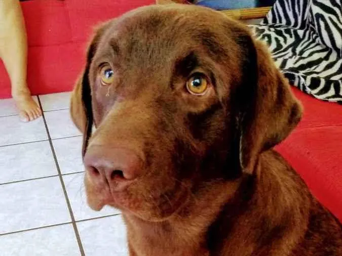 Cachorro ra a Labrador idade 3 anos nome Buriti