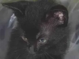 Gato raça PCB idade Abaixo de 2 meses nome Linda