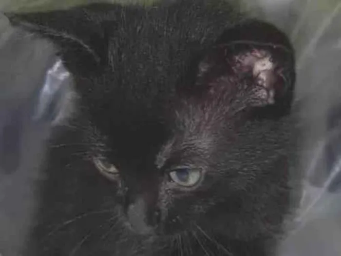 Gato ra a PCB idade Abaixo de 2 meses nome Linda
