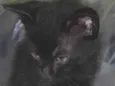 Linda