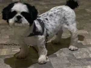 Cachorro raça Shitszu idade 5 anos nome Theo