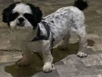 Cachorro ra a Shitszu idade 5 anos nome Theo