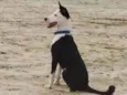 Pingo