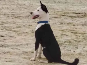Cachorro raça Indefinida  idade 7 a 11 meses nome Pingo