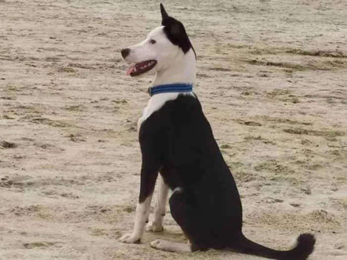 Cachorro ra a Indefinida  idade 7 a 11 meses nome Pingo