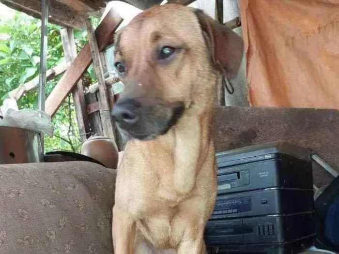 Cachorro ra a SRD idade 1 ano nome PANDORA