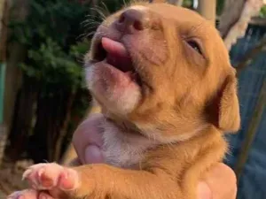 Cachorro raça Pitbull terrier idade Abaixo de 2 meses nome Filhotes 