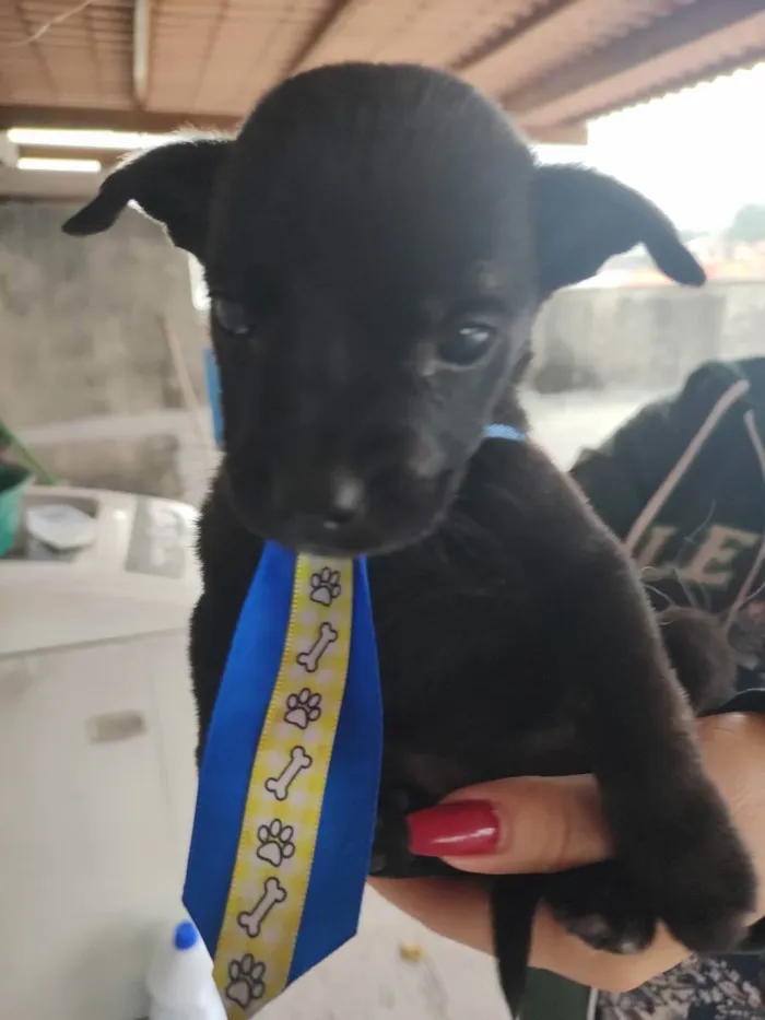 Cachorro ra a SRD idade Abaixo de 2 meses nome Baby