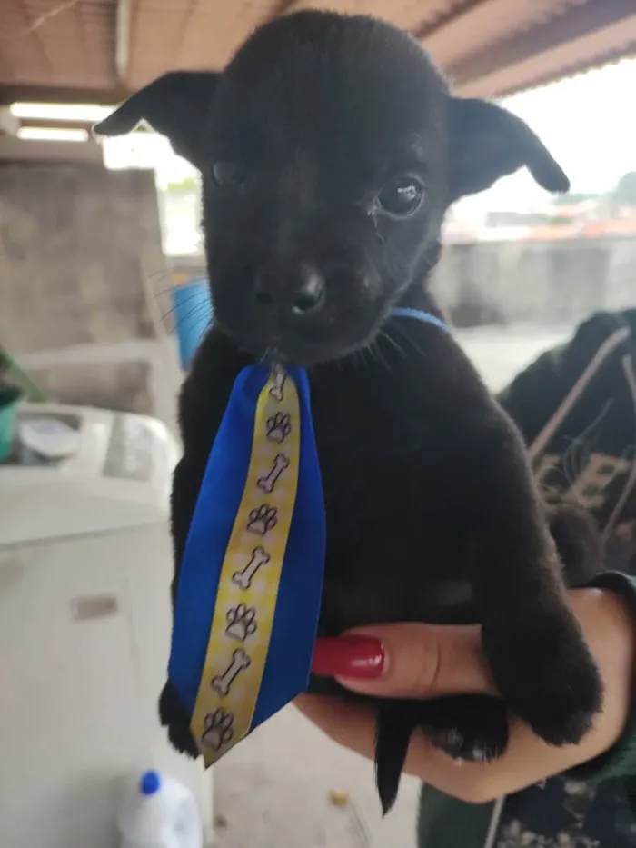 Cachorro ra a SRD idade Abaixo de 2 meses nome Baby
