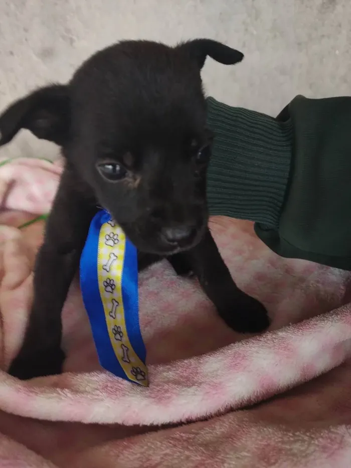 Cachorro ra a SRD idade Abaixo de 2 meses nome Baby