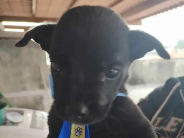 Cachorro ra a SRD idade Abaixo de 2 meses nome Baby