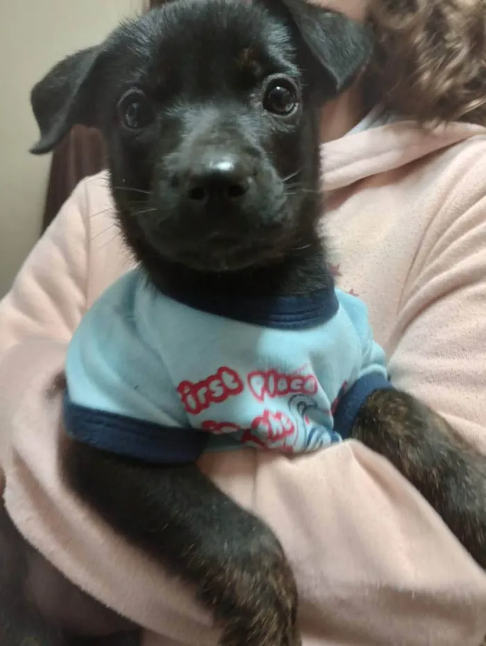Cachorro ra a SRD idade Abaixo de 2 meses nome Ravena