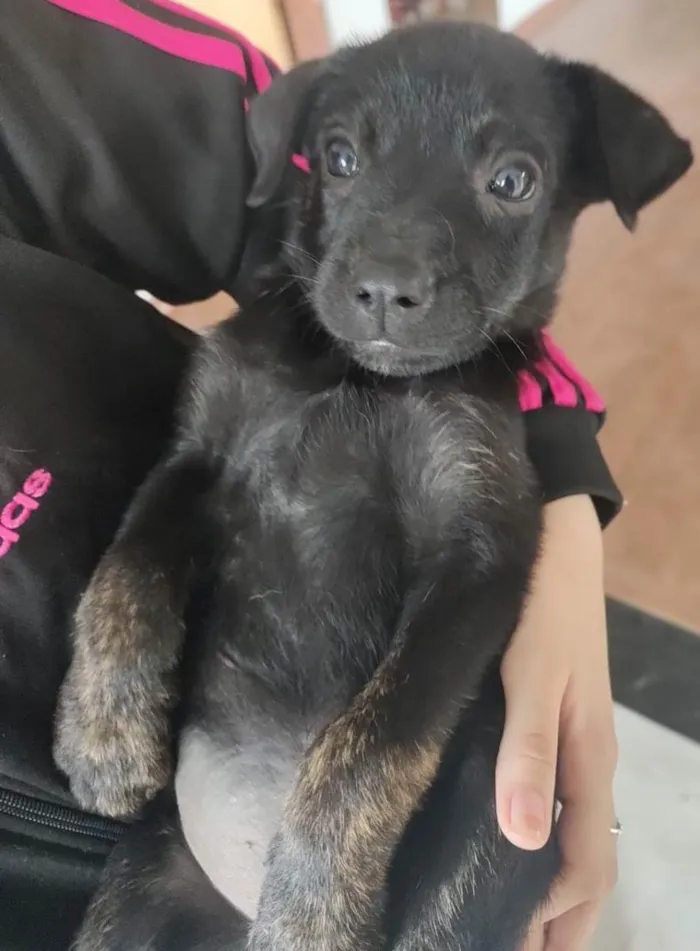 Cachorro ra a SRD idade Abaixo de 2 meses nome Ravena