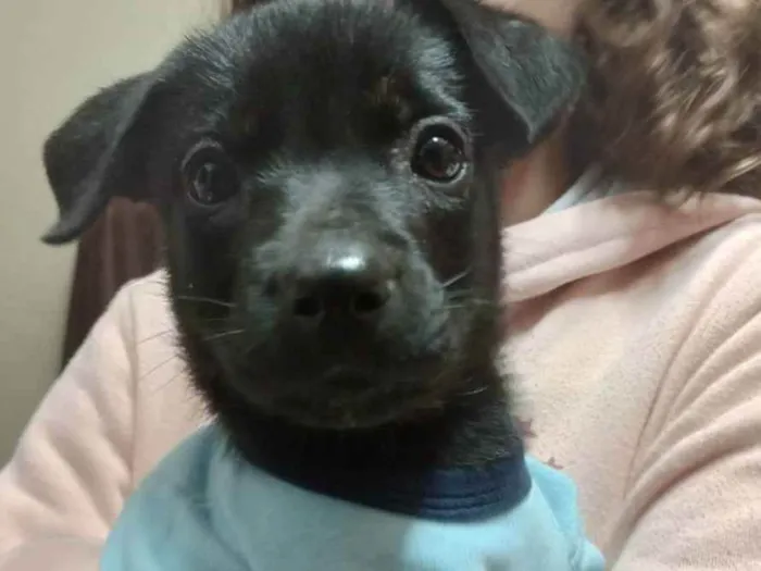 Cachorro ra a SRD idade Abaixo de 2 meses nome Ravena