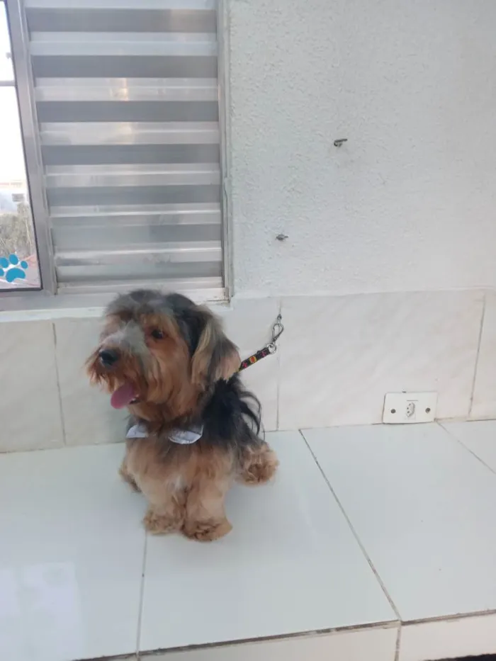 Cachorro ra a Yorkshire  idade 2 anos nome Fergus