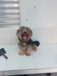 Fergus