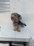 Fergus
