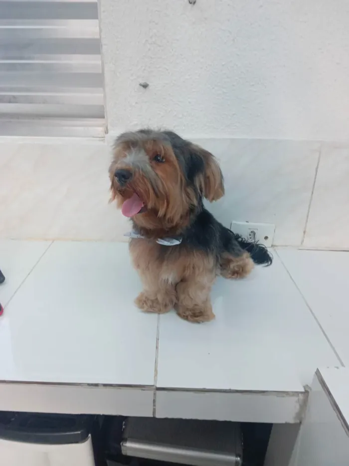 Cachorro ra a Yorkshire  idade 2 anos nome Fergus