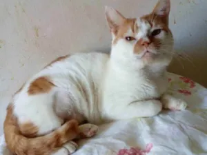 Gato raça srd bicolor idade 2 anos nome BRAD