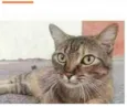 JULLY