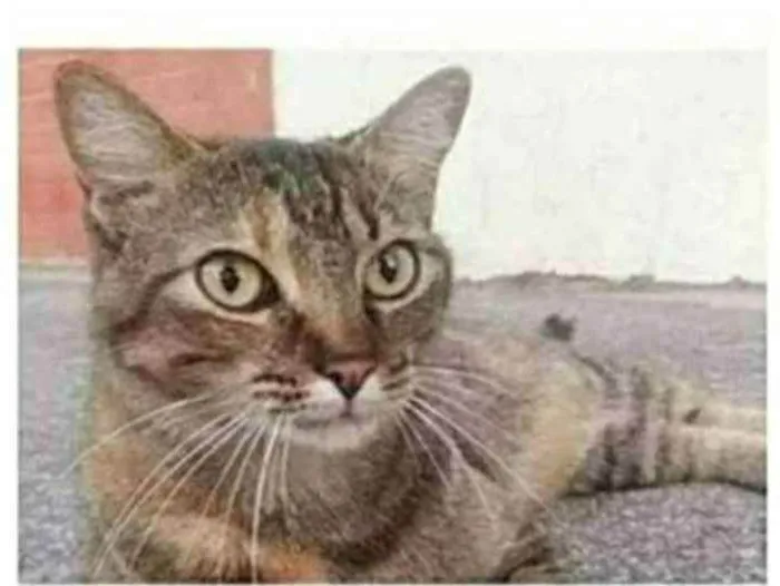 Gato ra a srd tigradinha idade 4 anos nome JULLY