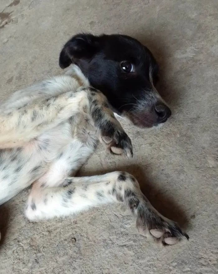 Cachorro ra a  Desconhecido  idade 2 a 6 meses nome Sem nome 