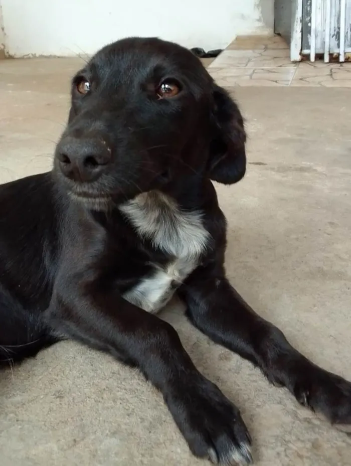 Cachorro ra a  Desconhecido  idade 2 a 6 meses nome Sem nome 