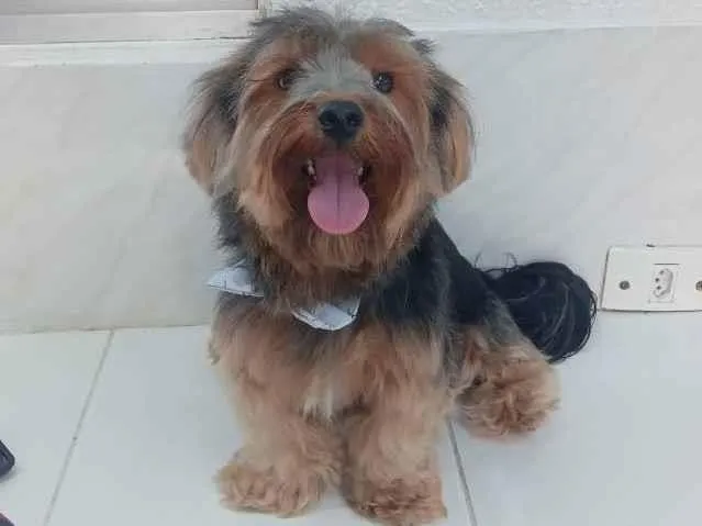 Cachorro ra a Yorkshire  idade 2 anos nome Fergus